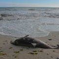 Echouage d'animaux marins sur les plages : comment réagir ?