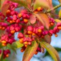 Les bons plants - Campagne de reboisement