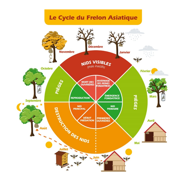 Lutte contre les frelons asiatiques - Communauté de Communes des Forêts du  Perche