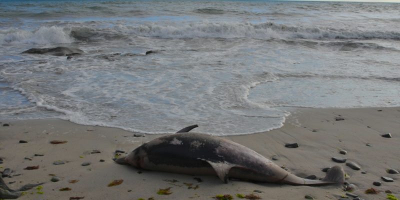 Stranded Short beaked common dolphin (dauphin commun à bec court échoué).