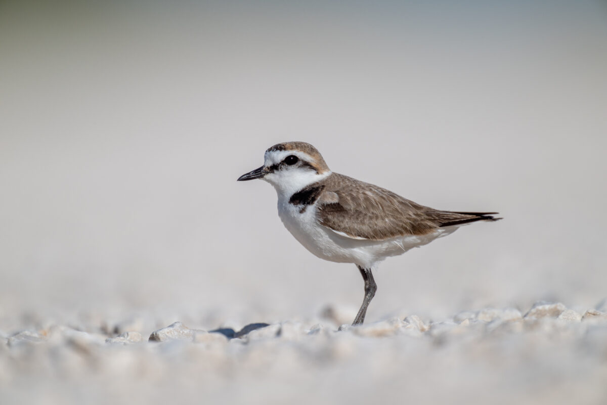 Seeregenpfeifer, Kentish plover, Anarhynchus alexandrinus