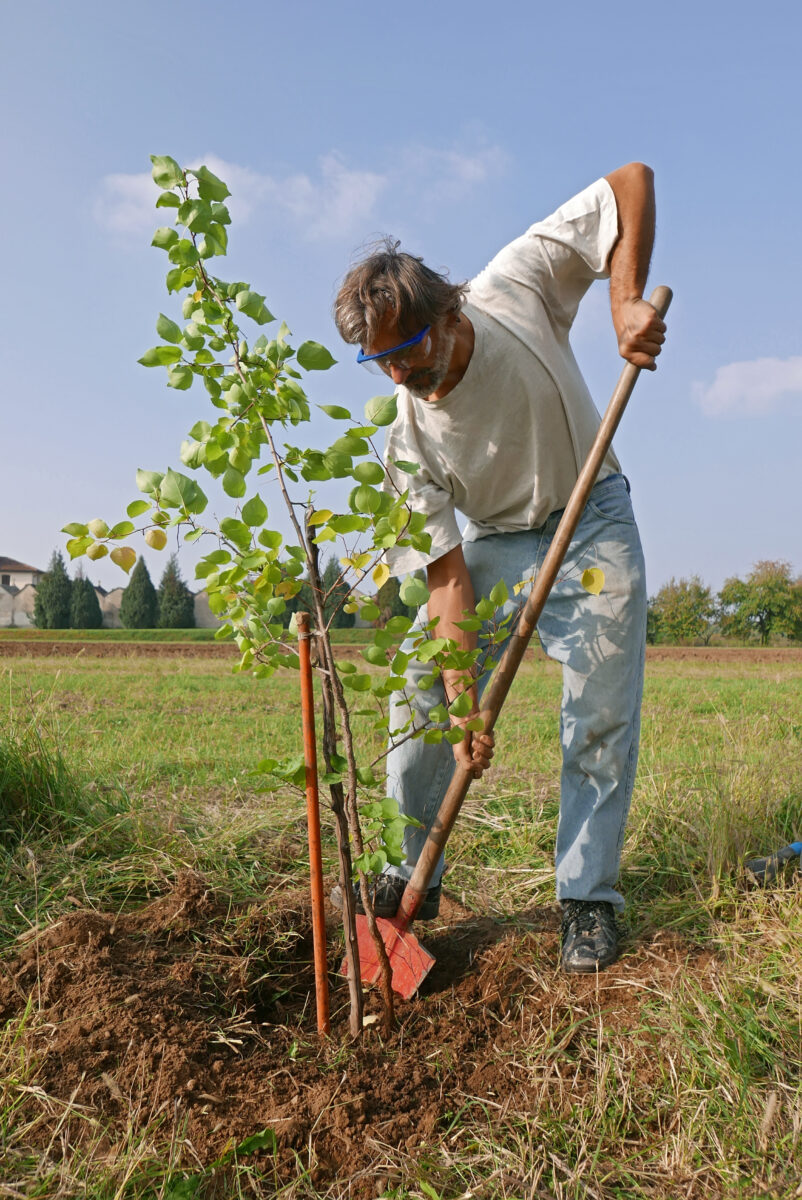 apricot tree transplant