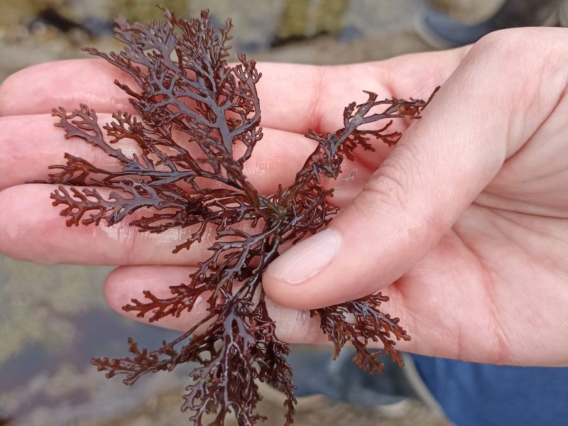 Une main tient une algues rouge ramassée sur le littoral.